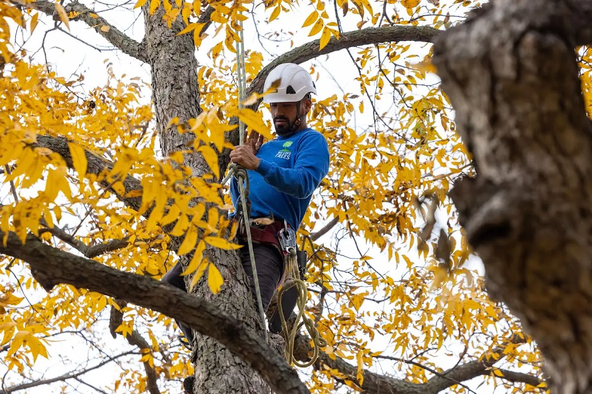 Skilled Tree Pruning crew working in Muncy Valley